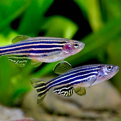 Danio